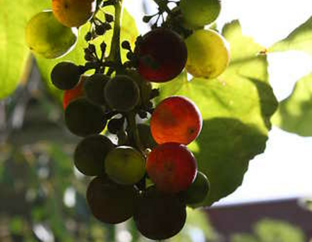 Druiven aan het rijpen