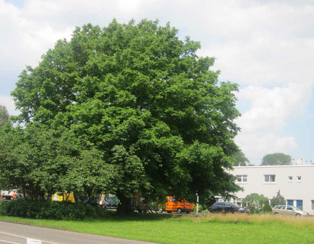 De lindeboom op het grasveld van de Duivendrechtselaan in Betondorp in 2012.