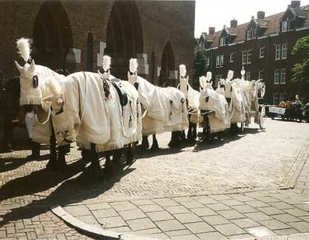 De paarden in het wit wachtend bij de Martelaren van Gorcumkerk op het Linnaeushof.
