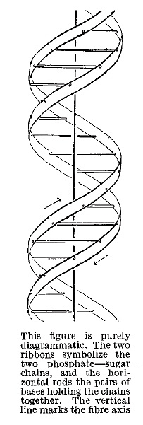 Afbeelding uit het artikel van Watson en Crick uit 1953 waarin ze de structuur van DNA beschrijven