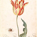 Tulp en Spin, Bartholomeus Assteyn, tekening, 1650-1670, collectie Amsterdam Museum