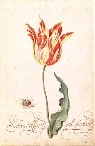 Tulp en Spin, Bartholomeus Assteyn, tekening, 1650-1670, collectie Amsterdam Museum